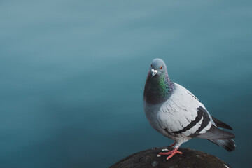 Pigeon is sitting near the sea.