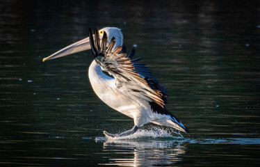 Pelican Landing