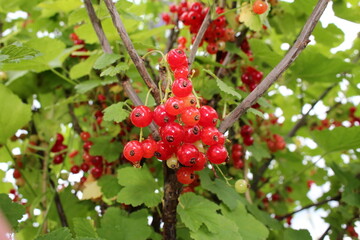 beautiful red currant bush growing in the garden