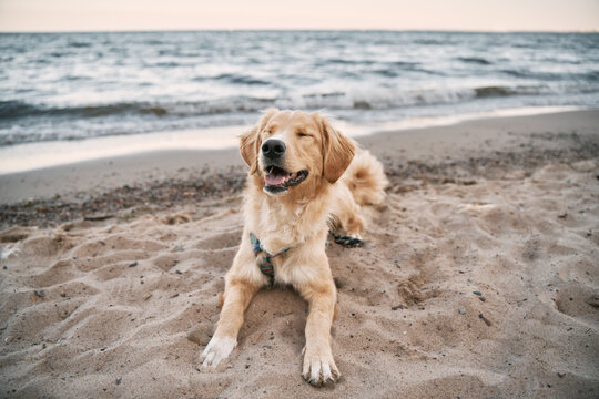 Golden Retriever Puppy Watching Sunset On The Beach, 60% OFF