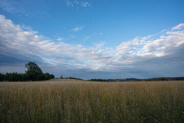 Weizen Feld im Sauerland