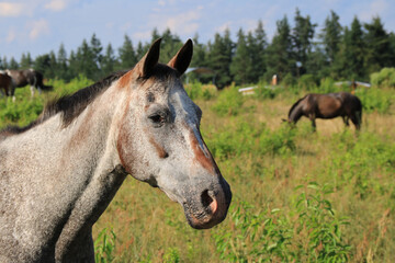 Fototapeta premium braun-weiß geschecktes Pferd - Portrait