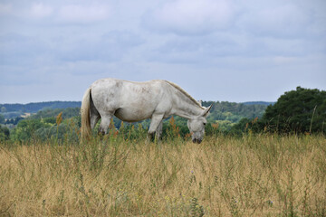 weißer Maulesel auf der Wiese