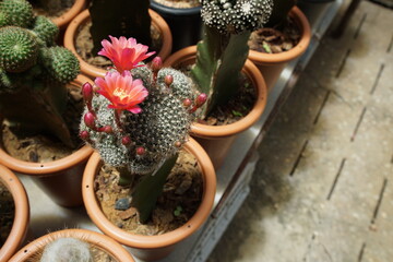Pink flower of cactus blooming in garden house and space for copy