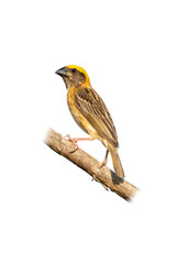 Male Baya Weaver perching on a perch