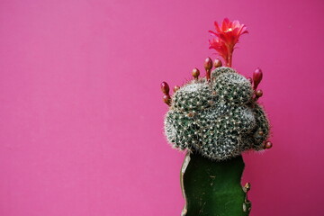 Cactus isolated on pink background