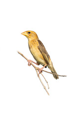 Female Baya Weaver perching on a perch