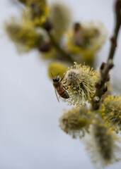 Bee on twig of willow tree.