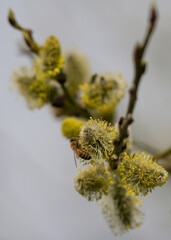 Bee on twig of willow tree.