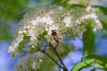 Bee on blooming mountain ash.