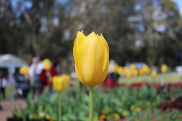 yellow and red tulips