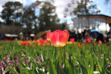 red tulip field