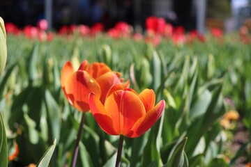 red tulips in the garden