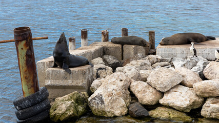 The seal colony around around the Kingscote jetty in  Kangaroo Island South Australia on May 9th...