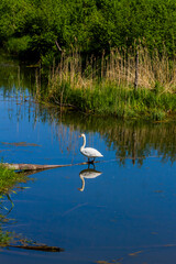 Small river and white swan.