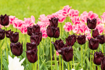 Dark burgundy fringed tulips on the lawn and against the background of pale pink tulips