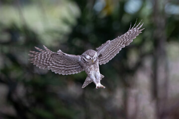 An owl flying action collection, Spotted owlet is a small owl which breeds in tropical Asia.Spotted owlet birds in the nature.	