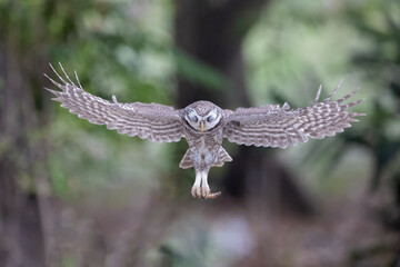 An owl flying action collection, Spotted owlet is a small owl which breeds in tropical Asia.Spotted owlet birds in the nature.	