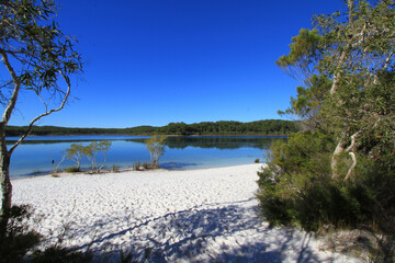 Fototapeta na wymiar A still morning at Lake McKenzie on Fraser Island in Australia