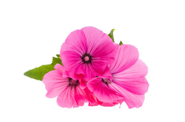 pink lavatera isolated
