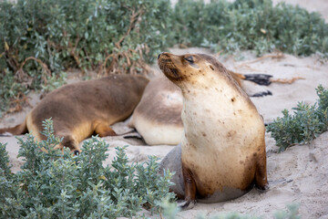 multiple cow seal in seal bay kangaroo island south australia on may 9th 2021