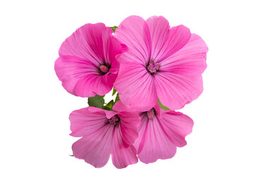pink lavatera isolated
