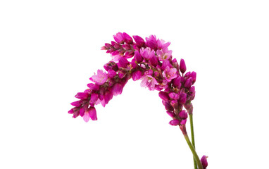 Obraz premium meadow flower isolated