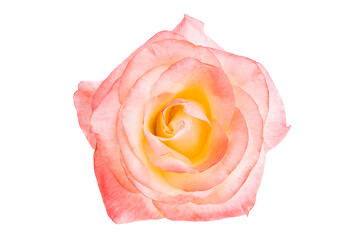 pink yellow rose isolated