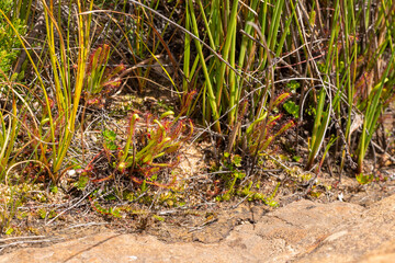 Naklejka na ściany i meble Carnivorous plant: Drosera capensis in natural habitat taken in the Cederberg Moutanins in the Western Cape of South Africa