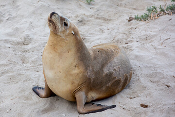 A cow seal digesting in seal bay kangaroo island south australia on may 9th 2021