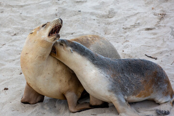A cow and pup seal in seal bay kangaroo island south australia on may 9th 2021