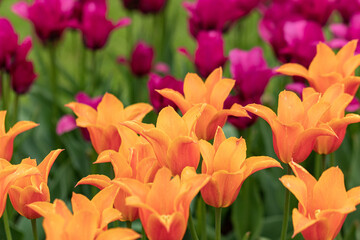 Bell-shaped orange tulips against the background of purple tulips