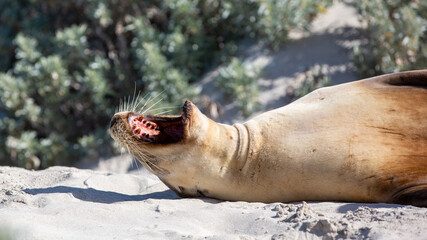 A cow seal calling in seal bay kangaroo island south australia on may 9th 2021