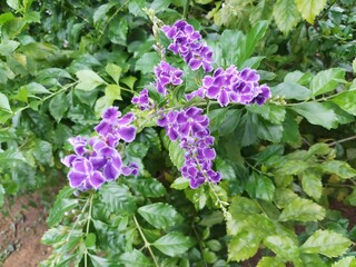 flowers in the garden