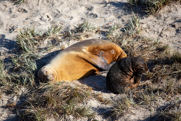 Fototapeta premium A cow and pup seal in seal bay kangaroo island south australia on may 9th 2021