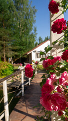 Fototapeta na wymiar red rose in a garden