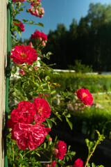 roses in a garden