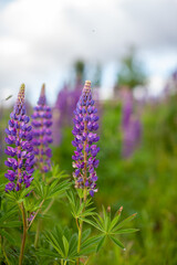 Blooming macro lupine flower. Lupine field with pink purple and blue flower. Bunch of lupines summer flower background. A field of lupines. Violet spring and summer flower