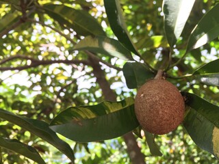 This is a sapodilla fruit, this fruit usually thrives in tropical countries like Indonesia