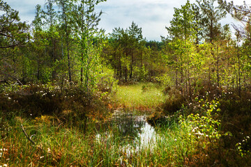 Conservation area, swamp surrounded by pines reflecting in the water.