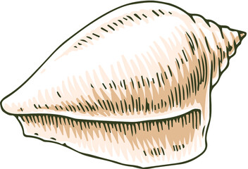 Cypraea Seashell. Isolated on White Background. Vector Illustration