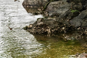Fototapeta na wymiar common kingfisher in the forest