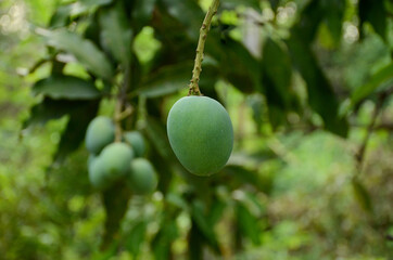 closeup the ripe green mango fruit with branch with leaves over out of focus green brown background.