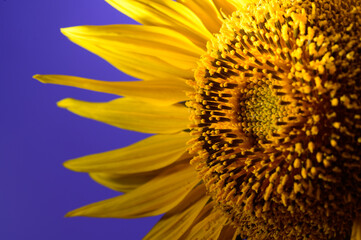 sunflower macro study