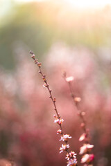Delicate flowers in a blooming garden. Flower screensaver on the screen. Desktop wallpaper. Cherry flowers in spring.