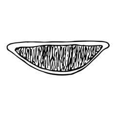 Lemon slice, vector illustration, hand drawing sketch