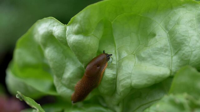 common garden slug eating salad leaf