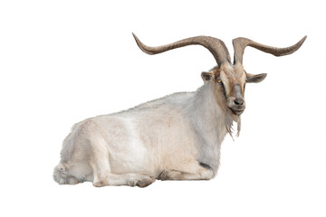 Naklejka na ściany i meble goat isolated on white background