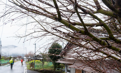 Fototapeta na wymiar Raindrops hanging on the tree branches in the village along the Kumano Kodo track in Japan. Out-of-focus tourists walking in the rain and misty mountains in the background.