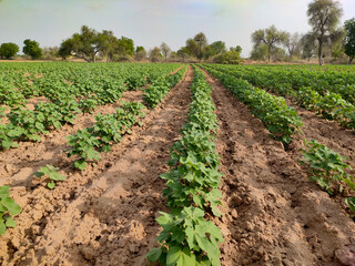 Fototapeta na wymiar Young cotton crop field, growing up cotton crop field